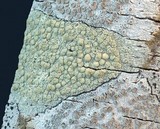 Lecanora strobilina image