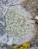 Lecanora strobilina image