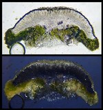Lecanora strobilina image