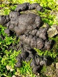 Kretzschmaria deusta image