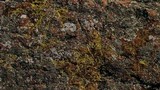 Acarospora tuckerae image