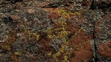 Acarospora tuckerae image