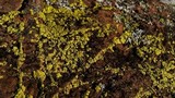 Acarospora tuckerae image