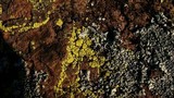 Acarospora tuckerae image