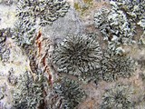 Phaeophyscia ciliata image
