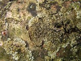 Phaeophyscia ciliata image