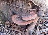 Ganoderma lobatum image