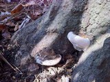 Ganoderma lobatum image