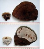 Ganoderma lobatum image