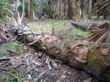 Ganoderma zonatum image