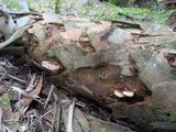 Ganoderma zonatum image