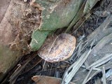 Ganoderma zonatum image