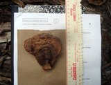 Ganoderma zonatum image