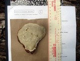 Ganoderma zonatum image