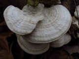 Trametes gibbosa image