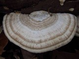 Trametes gibbosa image