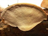 Trametes gibbosa image
