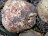 Rhizopogon ochraceorubens image