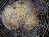 Rhizopogon ochraceorubens image