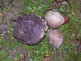 Calvatia cyathiformis f. fragilis image