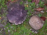 Calvatia cyathiformis f. fragilis image