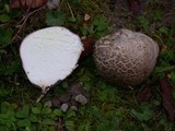 Calvatia cyathiformis image