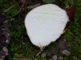 Calvatia cyathiformis image
