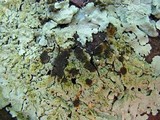 Flavoparmelia baltimorensis image