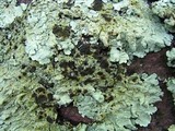 Flavoparmelia baltimorensis image