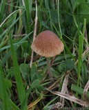Pholiotina smithii image
