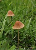 Pholiotina smithii image