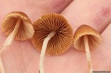 Pholiotina smithii image