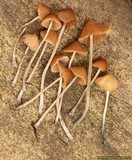 Pholiotina smithii image