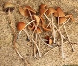 Pholiotina smithii image