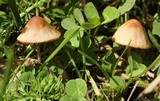 Pholiotina smithii image