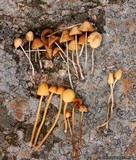 Pholiotina smithii image