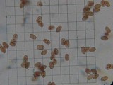 Pholiotina smithii image