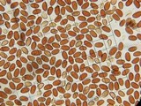 Pholiotina smithii image