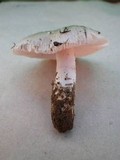 Amanita roseolamellata image