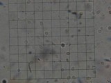 Hydropus nigrita image
