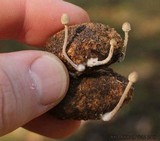 Panaeolus alcis image