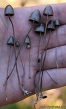 Panaeolus alcis image