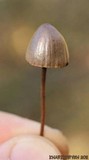 Panaeolus alcis image