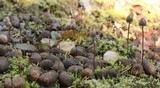 Panaeolus alcis image