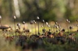 Panaeolus alcis image