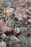 Panaeolus alcis image