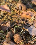 Panaeolus alcis image