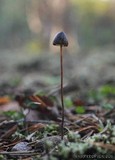 Panaeolus alcis image