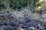 Panaeolus alcis image