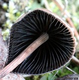 Panaeolus alcis image
